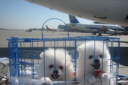 新会区宠物航空托运